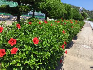 CA2E65CB-B26B-479B-BF57-7CE541D7F344