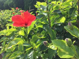 C8233BDF-81D3-4E71-80D5-B44C96A8F91F