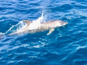 B2C1D28C-4D0B-4F88-B827-17606D16EC76